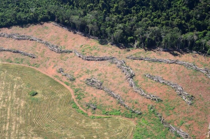 Desmatamento da Amazônia e suas consequências