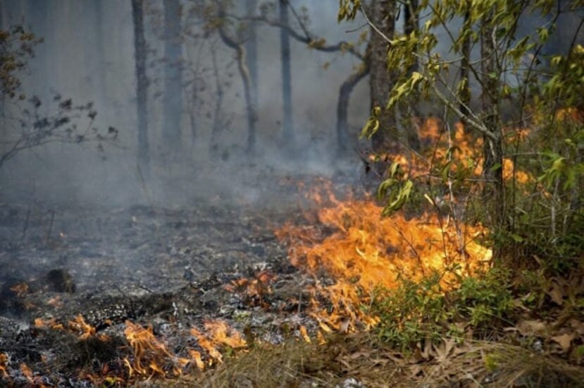Desmatamento e incêndio na Amazônia