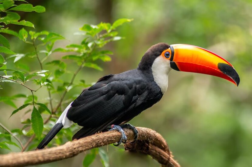 Causas e consequências da biopirataria no Brasil